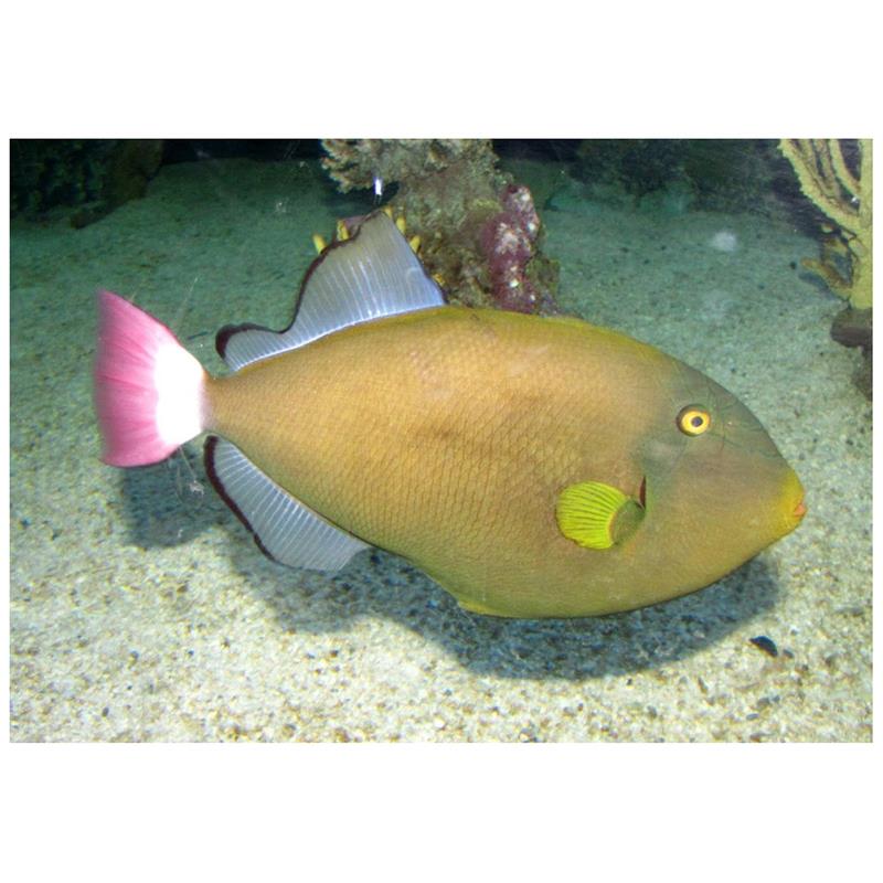 Pinktail triggerfish (Melichthys vidua) - imagine 4